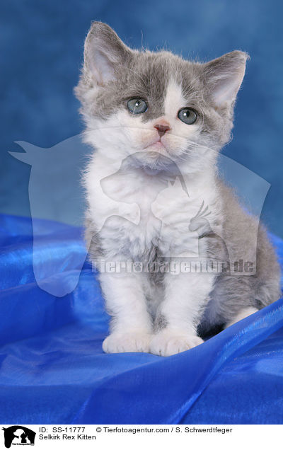 Selkirk Rex Ktzchen / Selkirk Rex Kitten / SS-11777