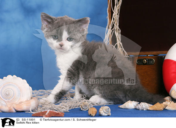 Selkirk Rex kitten / SS-11891