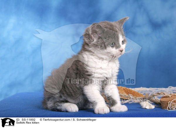 Selkirk Rex kitten / SS-11892