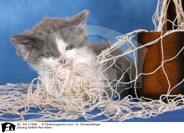 playing Selkirk Rex kitten / SS-11899