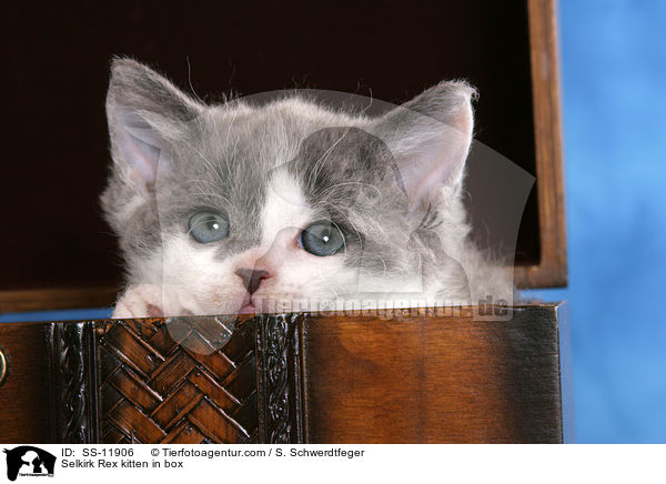Selkirk Rex Ktzchen in Kiste / Selkirk Rex kitten in box / SS-11906