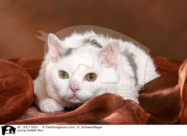 junge Selkirk Rex / young Selkirk Rex / SS-11920
