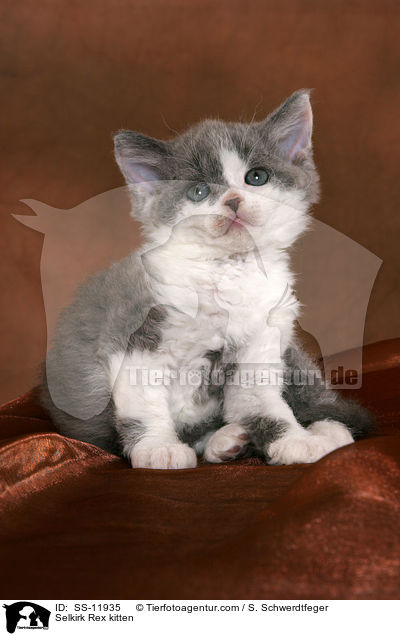 Selkirk Rex Ktzchen / Selkirk Rex kitten / SS-11935