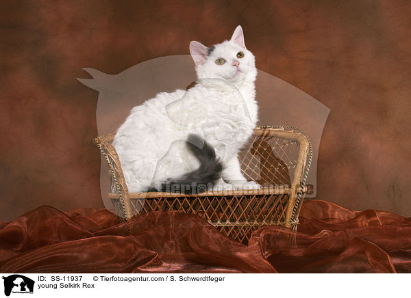 junge Selkirk Rex / young Selkirk Rex / SS-11937