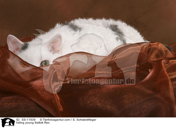 junge Selkirk Rex versteckt sich / hiding young Selkirk Rex / SS-11939