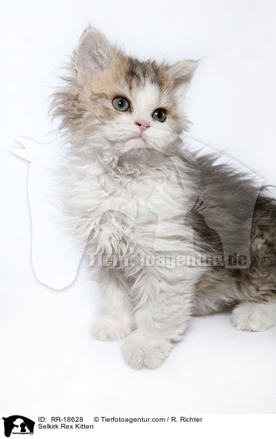 Selkirk Rex Ktzchen / Selkirk Rex Kitten / RR-18628