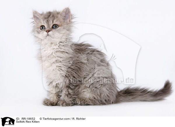 Selkirk Rex Kitten / RR-18652