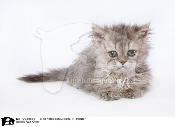 Selkirk Rex Kitten / RR-18653