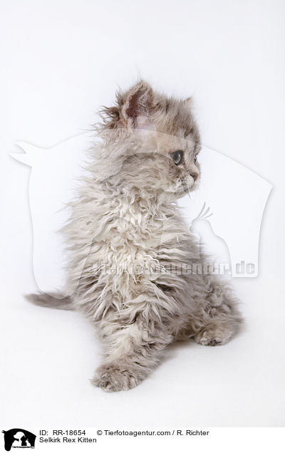 Selkirk Rex Kitten / RR-18654