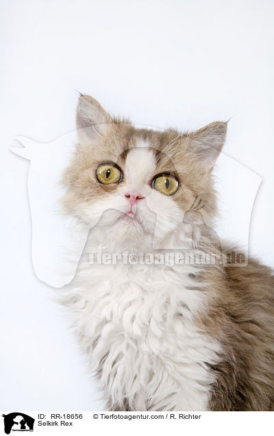 Selkirk Rex / Selkirk Rex / RR-18656