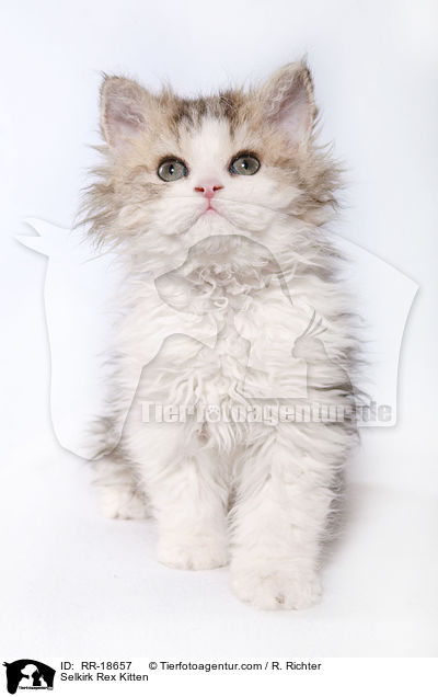 Selkirk Rex Kitten / RR-18657