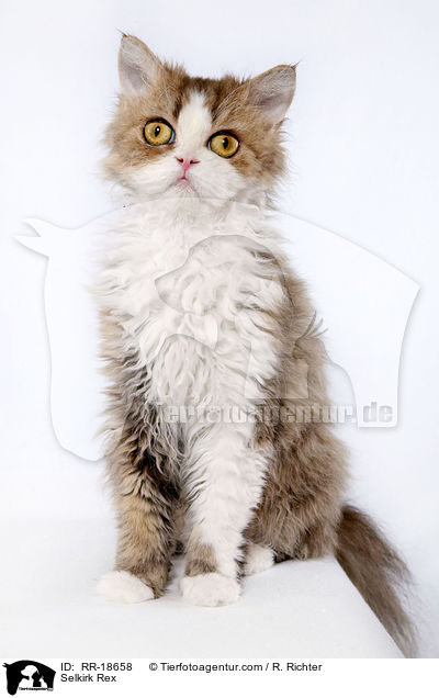 Selkirk Rex / Selkirk Rex / RR-18658