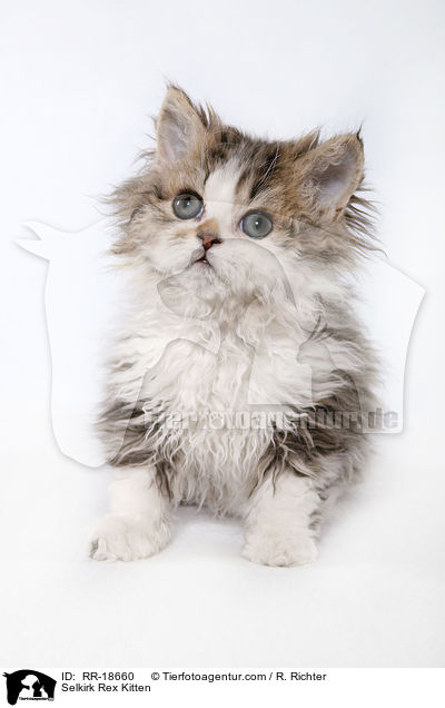 Selkirk Rex Kitten / RR-18660
