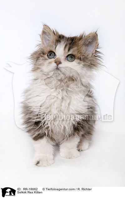 Selkirk Rex Kitten / RR-18662