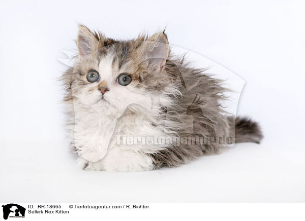 Selkirk Rex Kitten / RR-18665