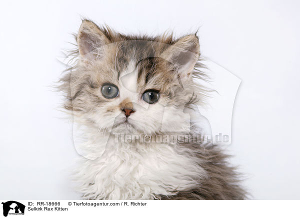 Selkirk Rex Kitten / RR-18666