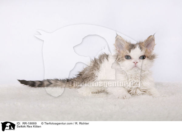 Selkirk Rex Kitten / RR-18669