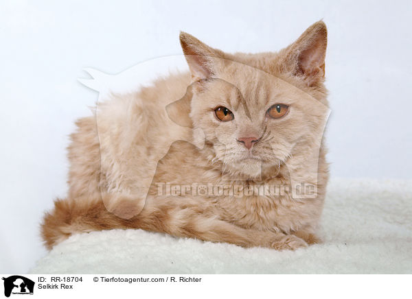 Selkirk Rex / Selkirk Rex / RR-18704