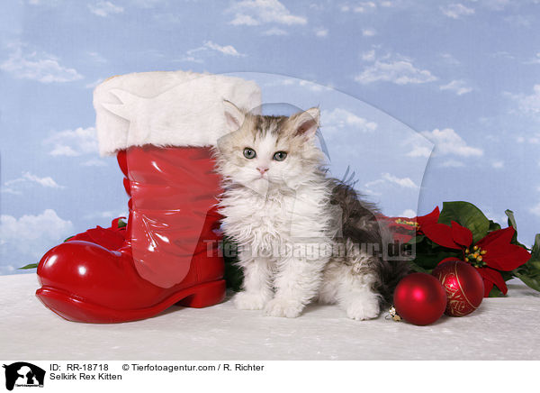 Selkirk Rex Ktzchen / Selkirk Rex Kitten / RR-18718