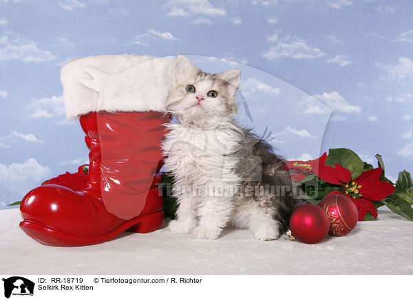 Selkirk Rex Kitten / RR-18719