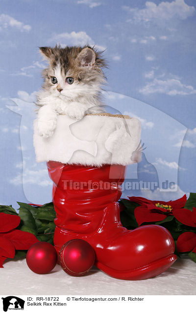 Selkirk Rex Ktzchen / Selkirk Rex Kitten / RR-18722