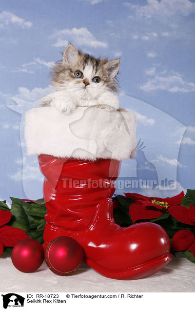 Selkirk Rex Ktzchen / Selkirk Rex Kitten / RR-18723