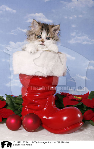Selkirk Rex Ktzchen / Selkirk Rex Kitten / RR-18724