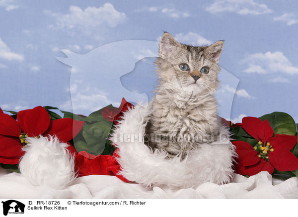Selkirk Rex Kitten / RR-18726