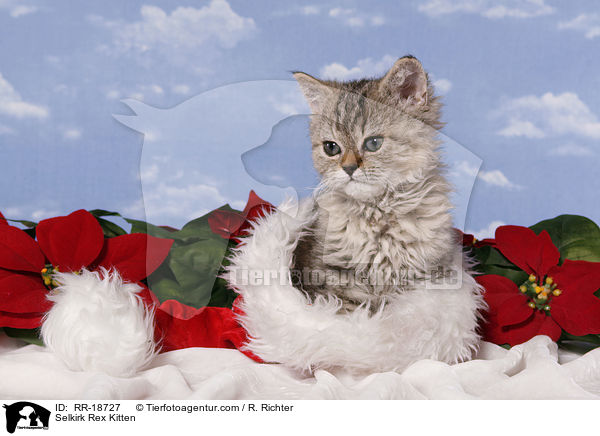Selkirk Rex Kitten / RR-18727