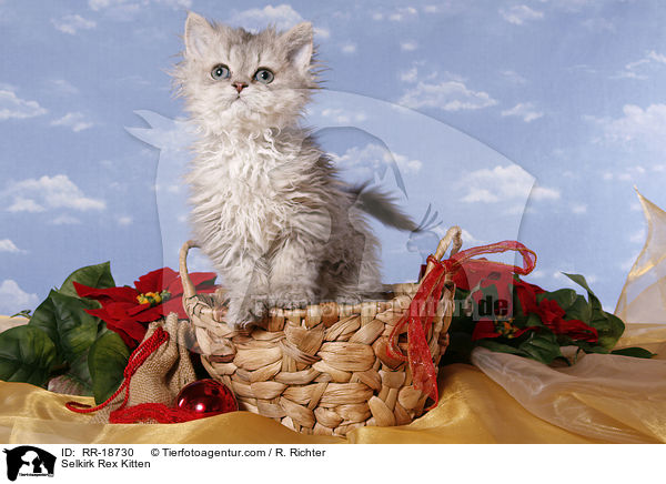 Selkirk Rex Ktzchen / Selkirk Rex Kitten / RR-18730
