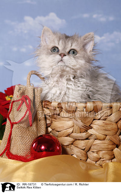 Selkirk Rex Ktzchen / Selkirk Rex Kitten / RR-18731
