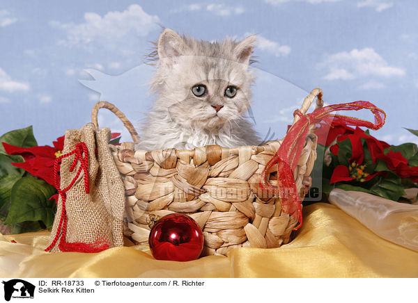 Selkirk Rex Ktzchen / Selkirk Rex Kitten / RR-18733