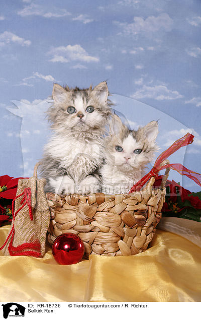 Selkirk Rex / RR-18736