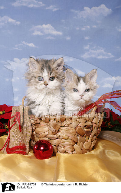 Selkirk Rex / Selkirk Rex / RR-18737