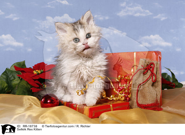 Selkirk Rex Kitten / RR-18738