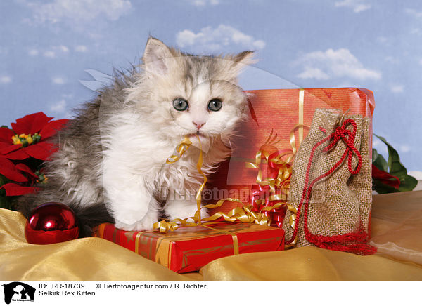 Selkirk Rex Kitten / RR-18739