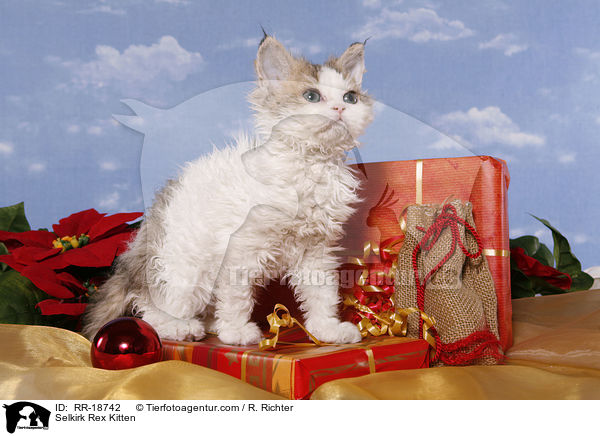 Selkirk Rex Ktzchen / Selkirk Rex Kitten / RR-18742