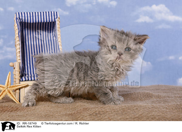 Selkirk Rex Kitten / RR-18749