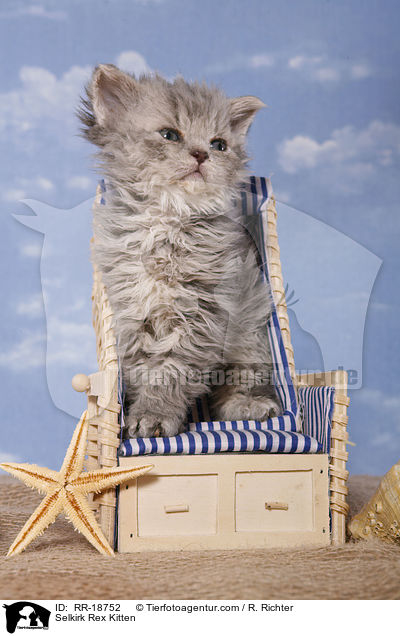 Selkirk Rex Ktzchen / Selkirk Rex Kitten / RR-18752