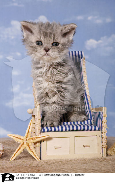 Selkirk Rex Kitten / RR-18753
