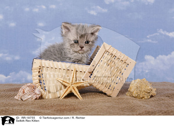 Selkirk Rex Kitten / RR-18755