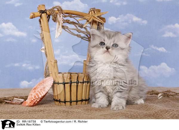 Selkirk Rex Kitten / RR-18758