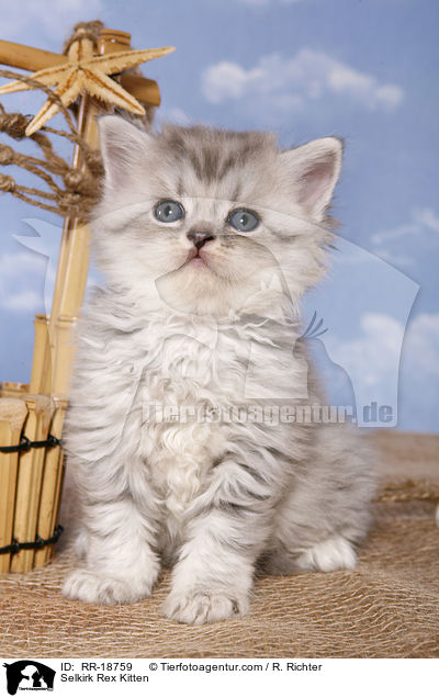 Selkirk Rex Kitten / RR-18759