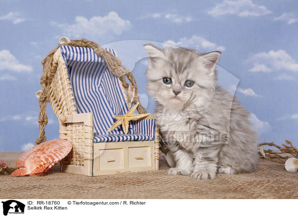 Selkirk Rex Ktzchen / Selkirk Rex Kitten / RR-18760