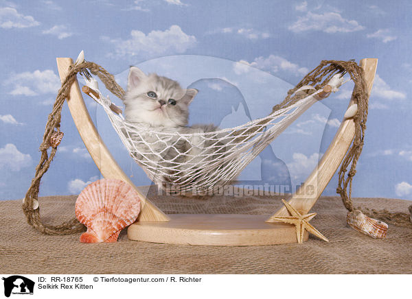 Selkirk Rex Kitten / RR-18765