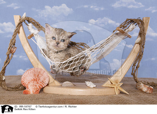 Selkirk Rex Kitten / RR-18767