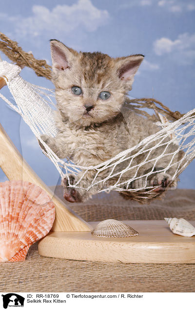 Selkirk Rex Ktzchen / Selkirk Rex Kitten / RR-18769