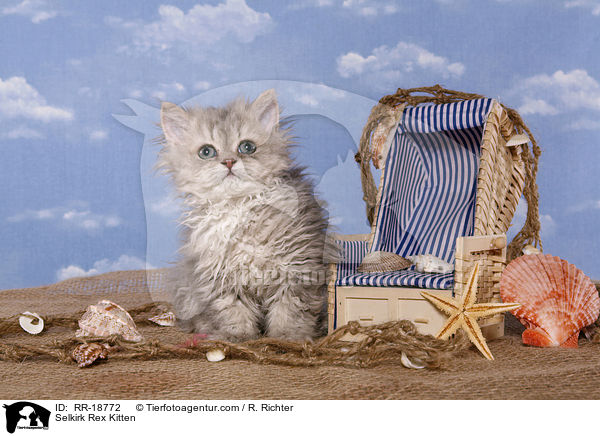 Selkirk Rex Kitten / RR-18772
