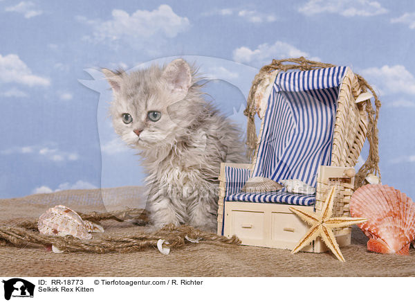 Selkirk Rex Kitten / RR-18773