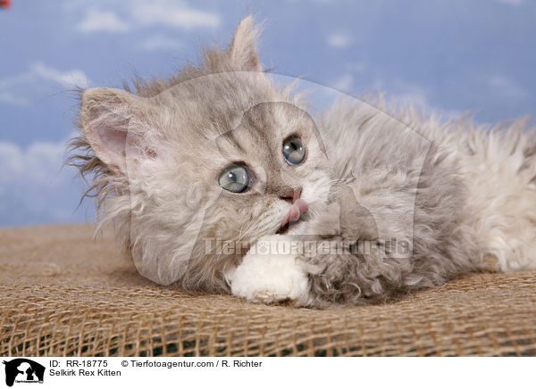 Selkirk Rex Ktzchen / Selkirk Rex Kitten / RR-18775